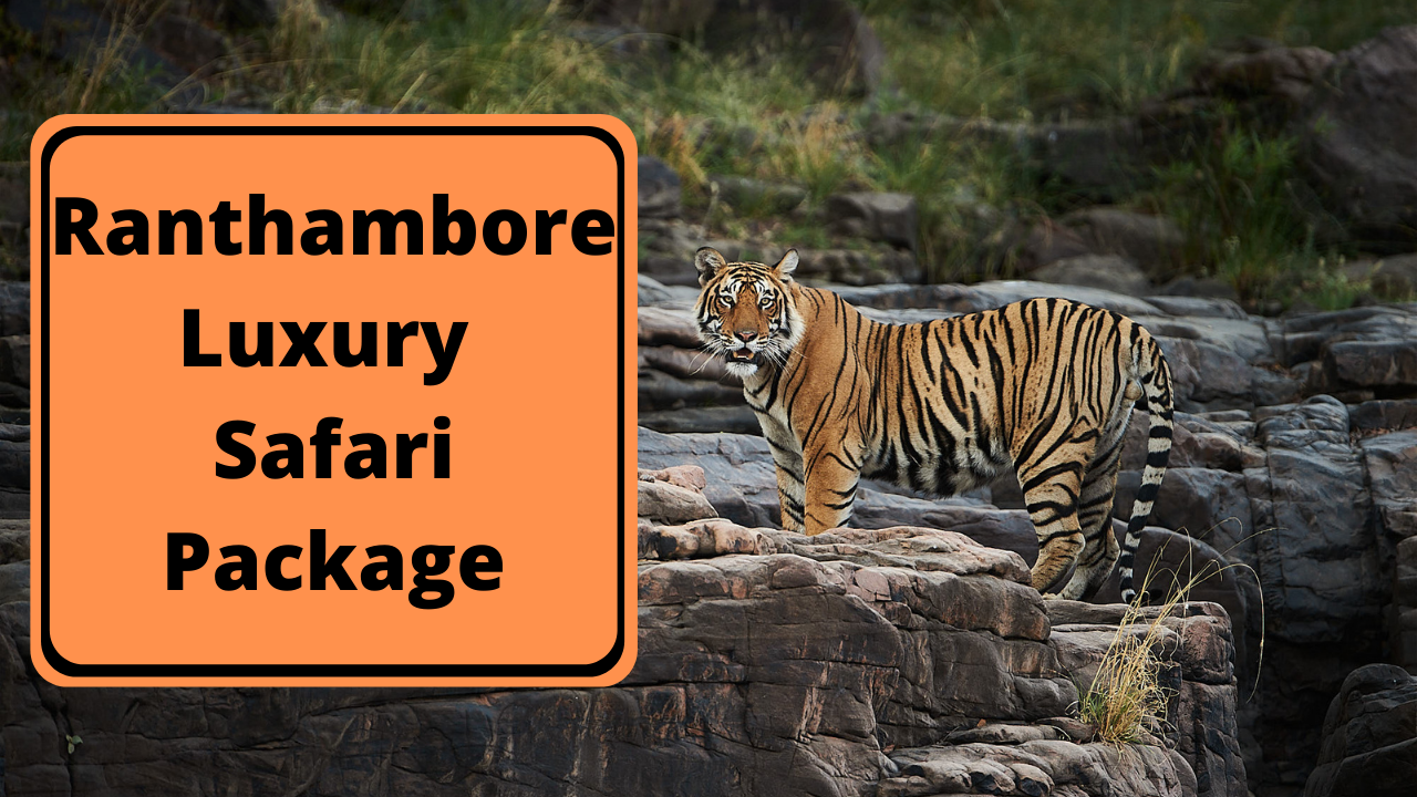 Ranthambore Luxury Safari Package