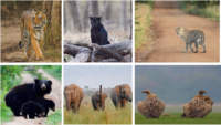 Fauna At Indian National Parks