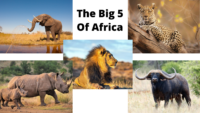 The Big 5 Of Africa