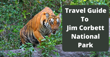 Travel Guide To Jim Corbett National Park