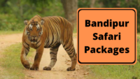 Bandipur Safari Packages