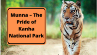 Munna – The Pride of Kanha National Park