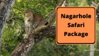 Nagarhole Safari Package
