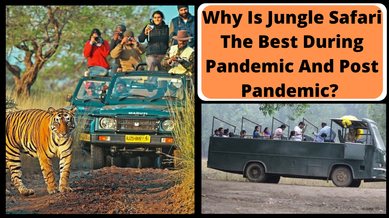 Why Is Jungle Safari The Best During Pandemic And Post Pandemic_