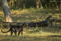 where to track Black Panther in India