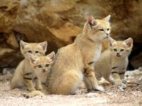 Sand Cat