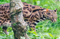 Leopard Cat