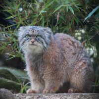 Pallas cat