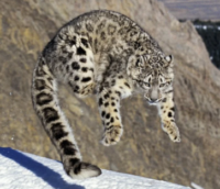 Snow Leopard