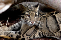 clouded leopard