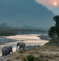 Jim corbett