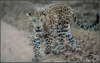 Leopard At Kabini