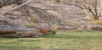 Siddhi Tigress