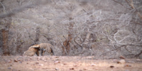 Neel And Nayana Tiger