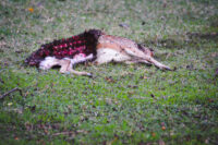 Spotted Deer Hunted By Tiger