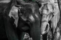 Tactile communication Of Elephants