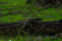 The Bengal Monitor or Common Indian Monitor