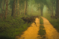 Spotted Deer In Kabini