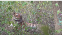 Biggest Tiger In India khali