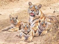 Tigress Collarwalli With cubs