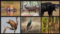 Flora And Fauna At Bandhavgarh National Park