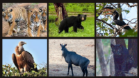 Flora And Fauna At Pench National Park
