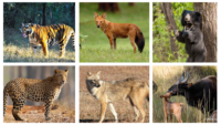 Animals At Kanha National Park