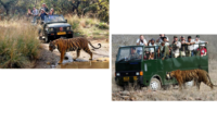 Safaris At Ranthambore