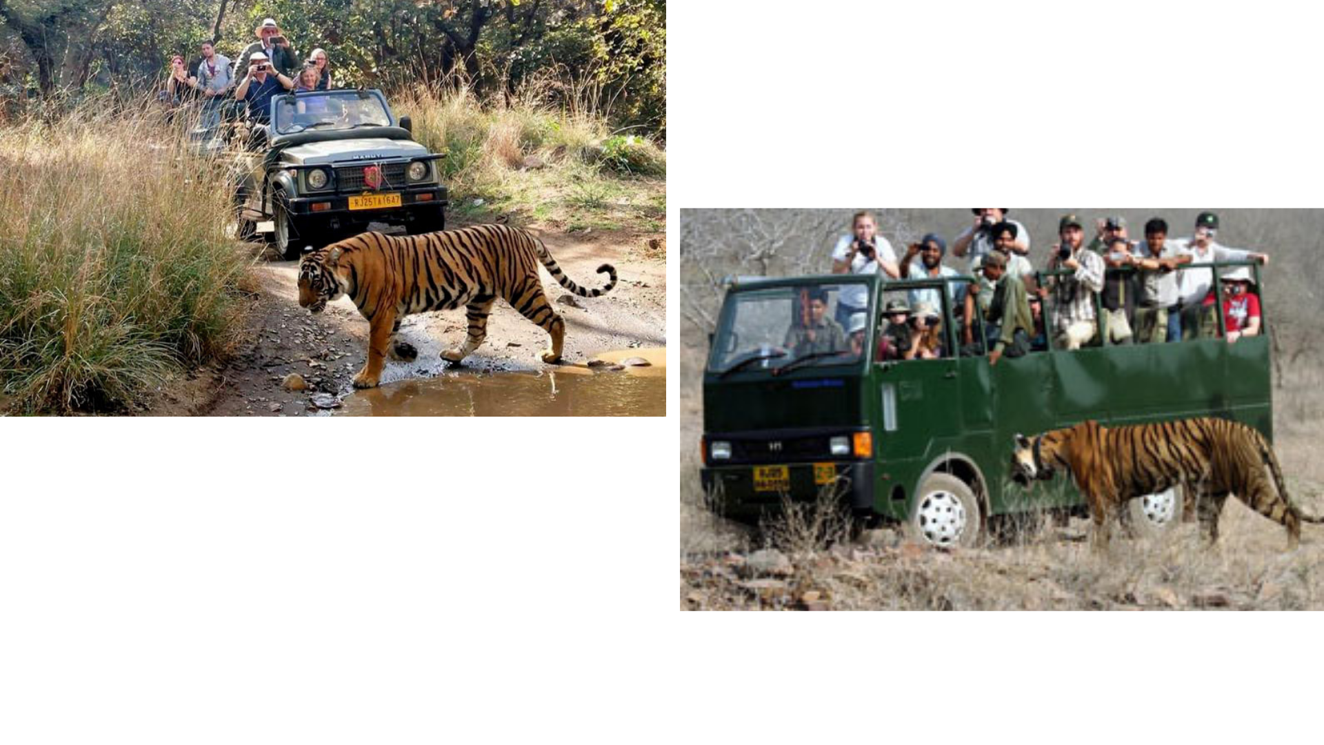 Complete Travel Guide To Ranthambore National Park | Ranthambore ...