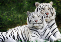 White tiger from Bandhavgarh