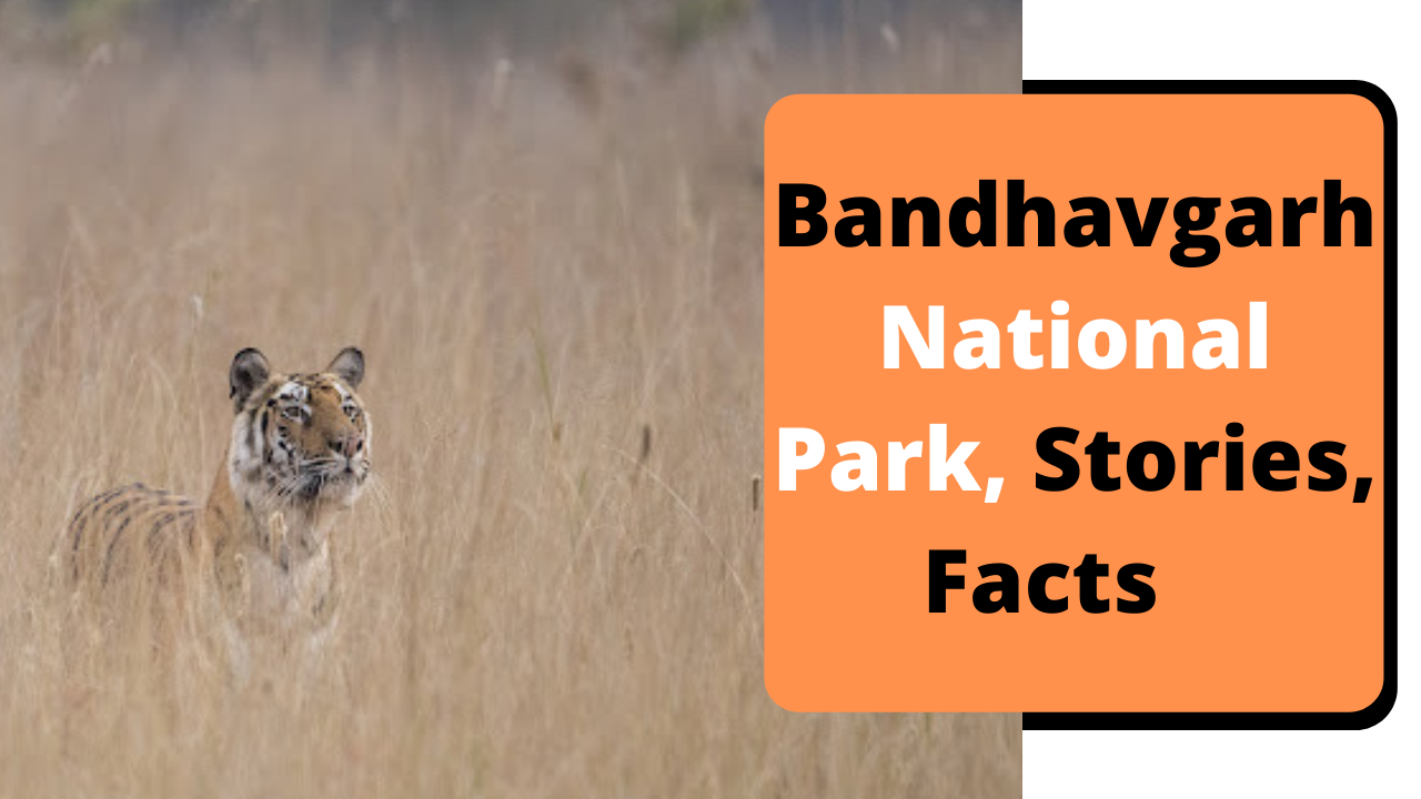 Bandhavgarh National Park Stories