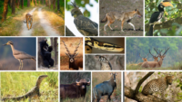Flora And Fauna Of Kanha National Park