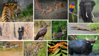 Animals And Birds In Nagarhole