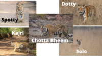 Bandhavgarh Tigers