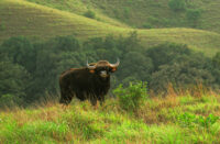 National Parks Near Bangalore