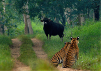 National Parks Near Bangalore