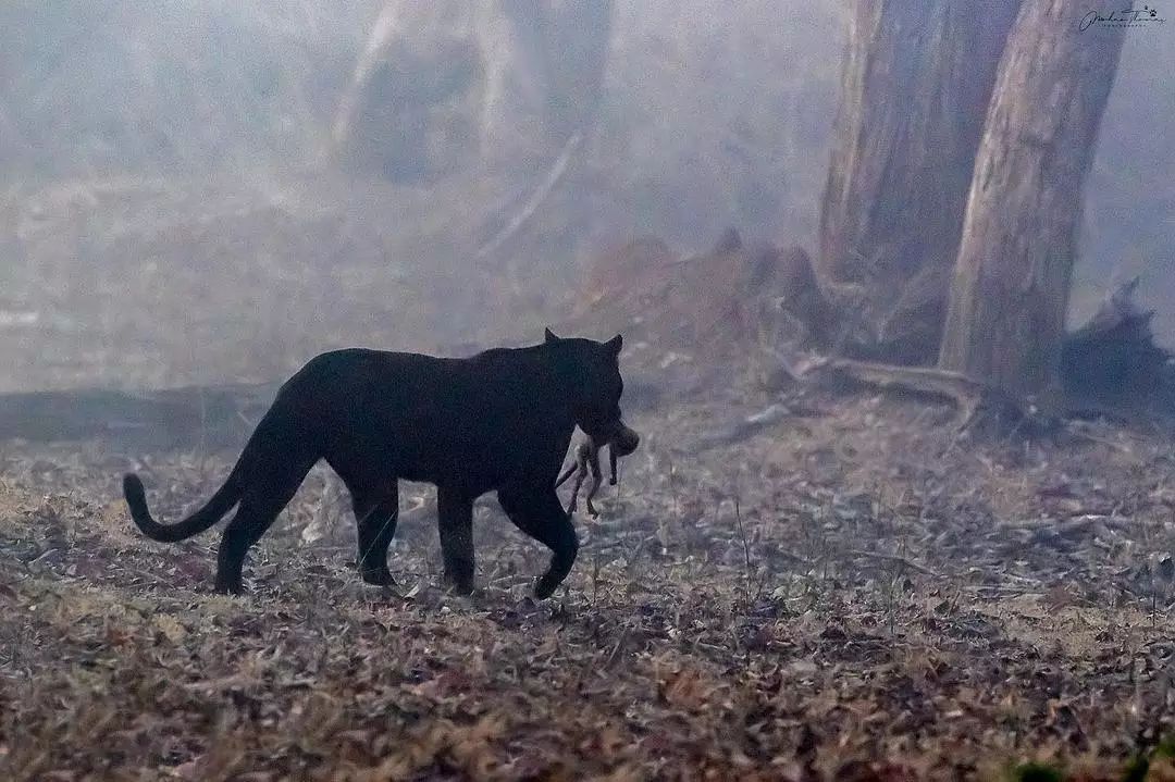 Kabini Black Panther