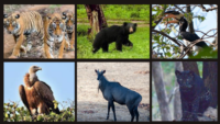 Animals In Pench