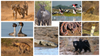 Flora And Fauna Of Ranthambore