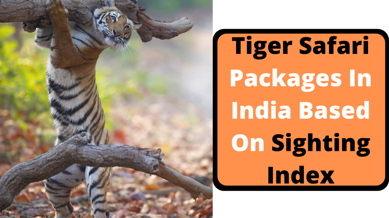 Tiger Safari Packages In India