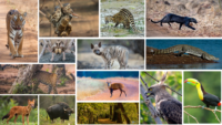 flora and fauna at Tadoba National Park