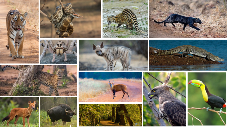 Complete Travel Guide To Tadoba National Park