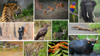 Flora and fauna of Kabini