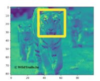 Tiger-Face-Recognition
