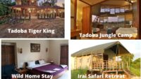 Top best resorts in Tadoba