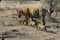 Tigers in Nagarhole