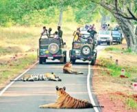 Safaris At Tadoba