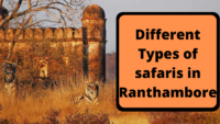 Different Types of safaris in Ranthambore