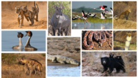 Flora and Fauna of Ranthambore