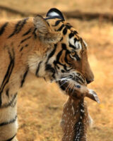 Tadoba Tiger Reserve